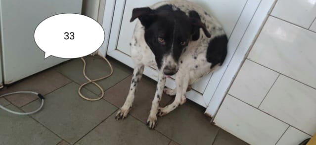 Jeanette, chien à l'adoption