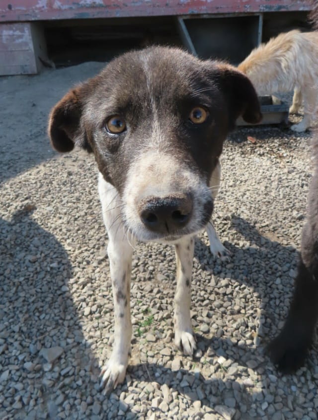 Jeanette, chien à l'adoption