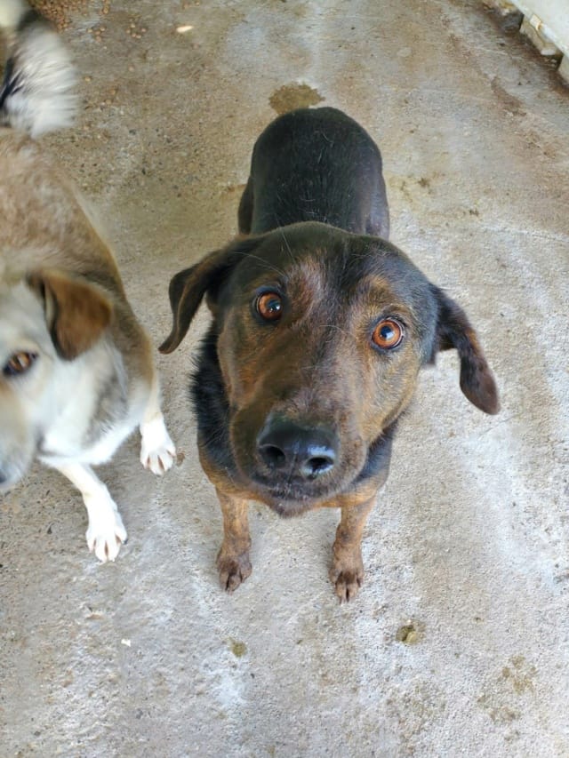 Jeep, chien à l'adoption