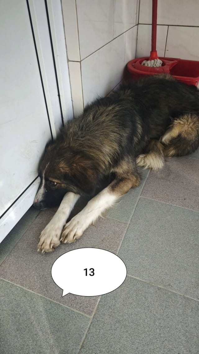 Jinn, chien à l'adoption