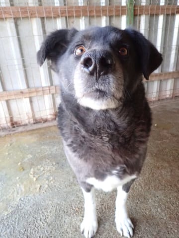 Jiro, chien à l'adoption