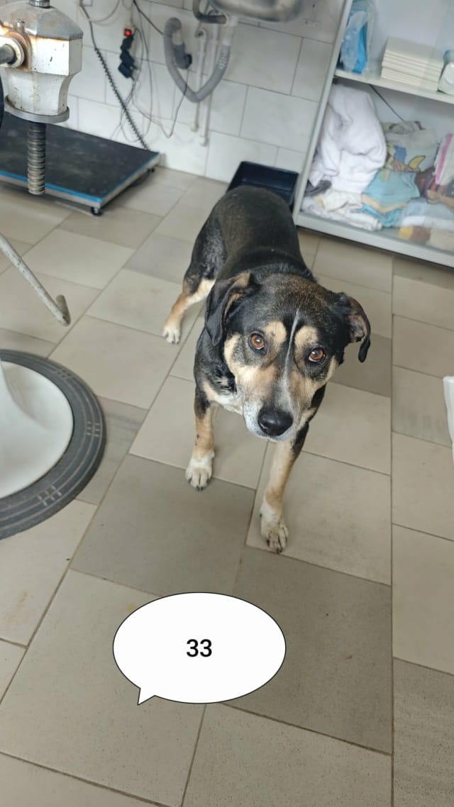 Junko, chien à l'adoption