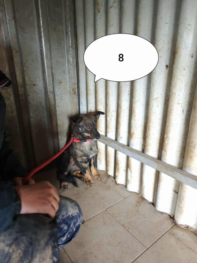 Kaly, chien à l'adoption