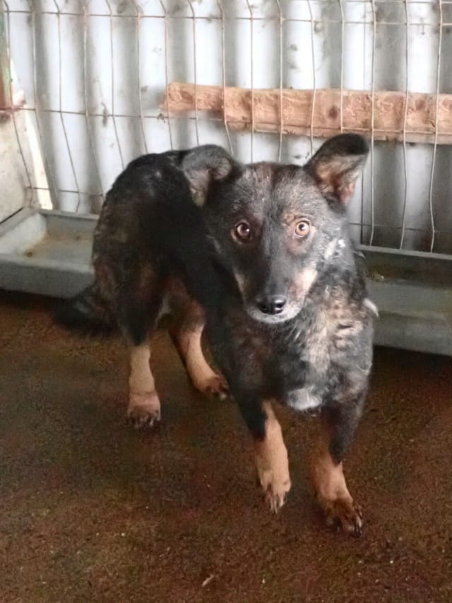 Kaly, chien à l'adoption