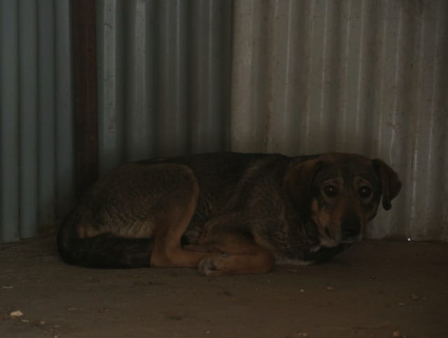 Karaba, chien à l'adoption