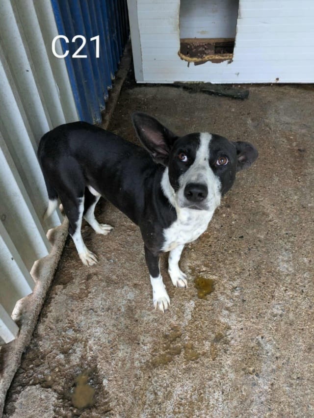 Kenjy, chien à l'adoption