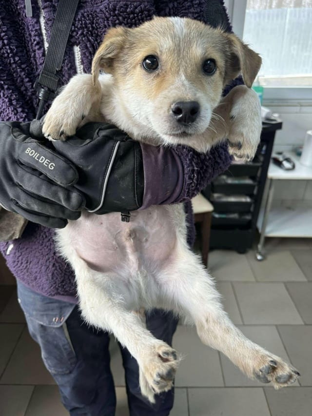 Kiartan, chien à l'adoption