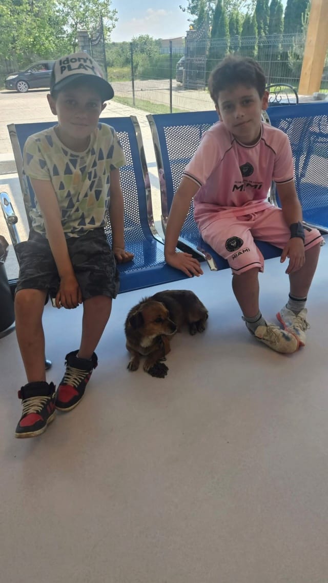 Kiddy, chien à l'adoption