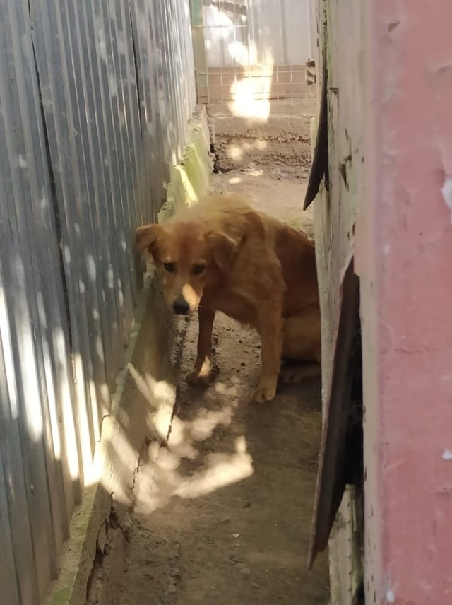 Kingston, chien à l'adoption
