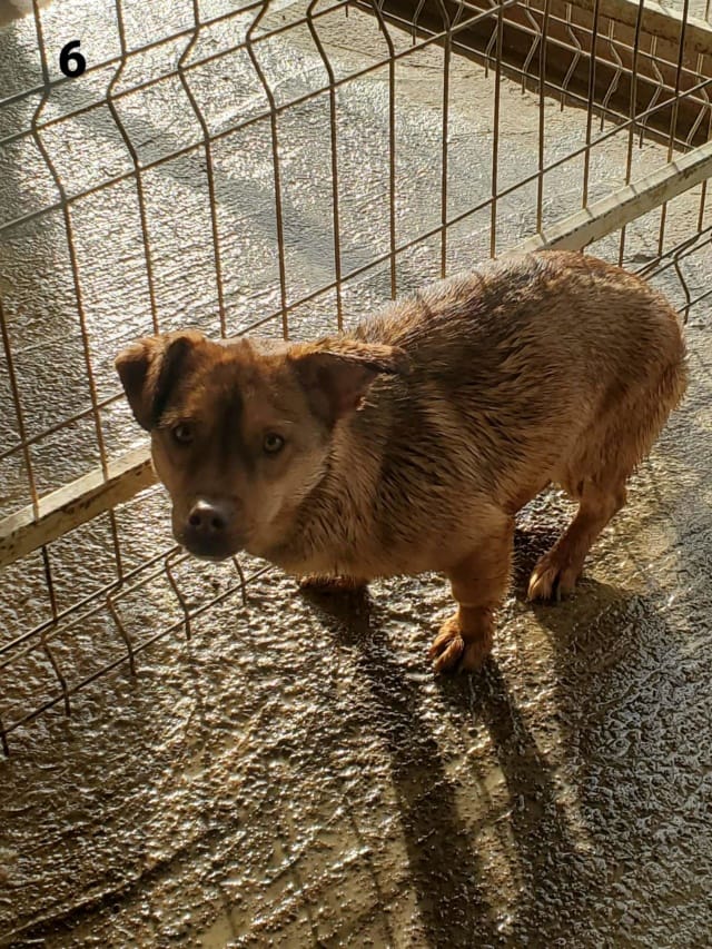 Kira, chien à l'adoption
