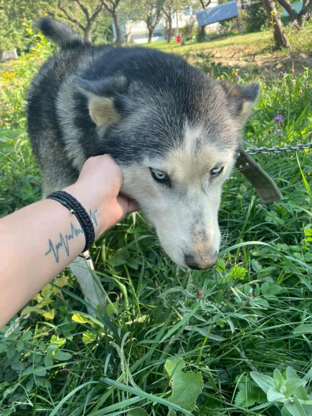 Kira2, chien à l'adoption