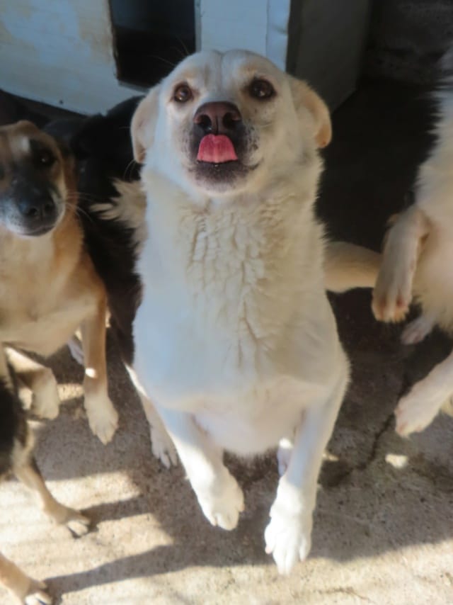 Kiro, chien à l'adoption