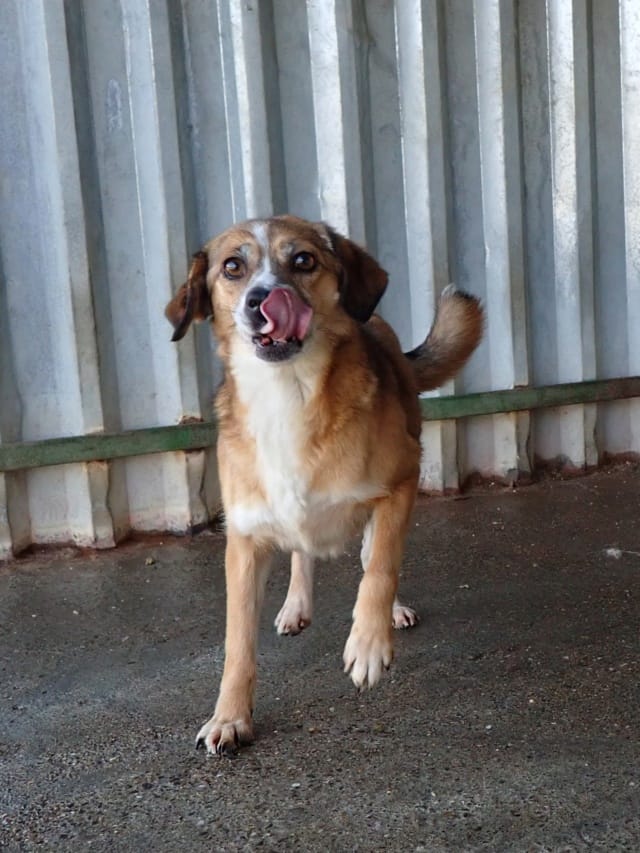 Kora, chien à l'adoption