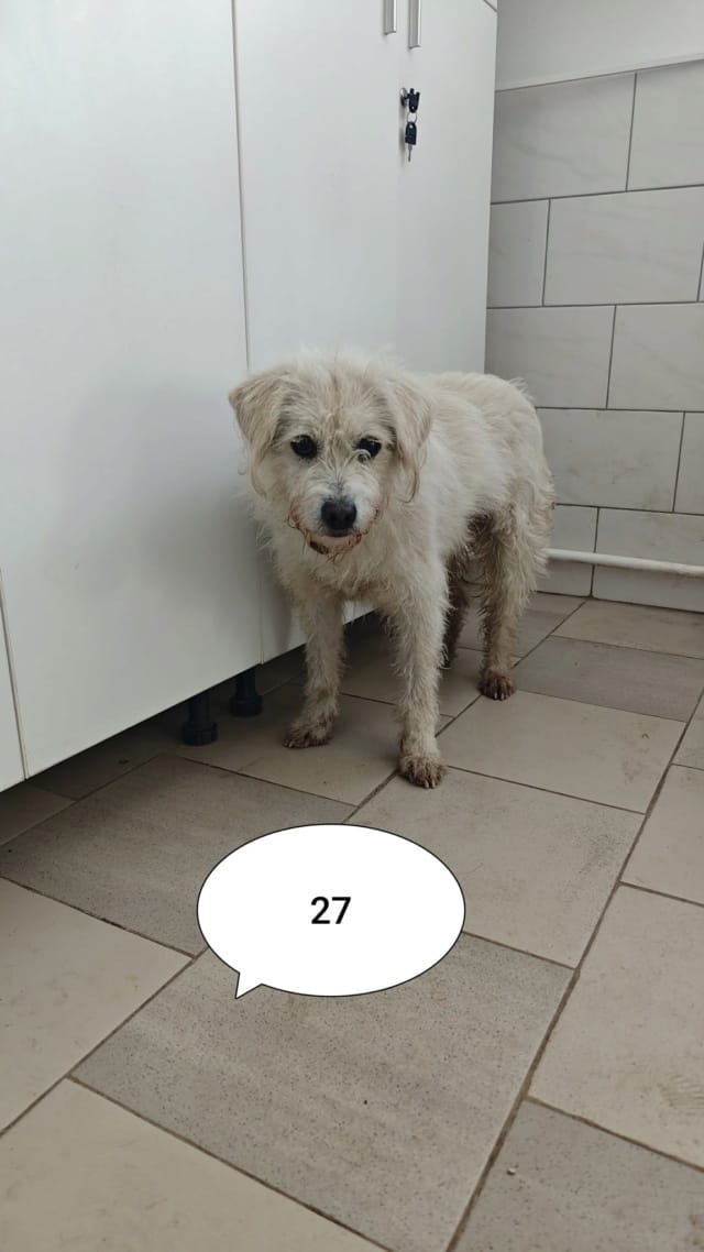 Korugu, chien à l'adoption