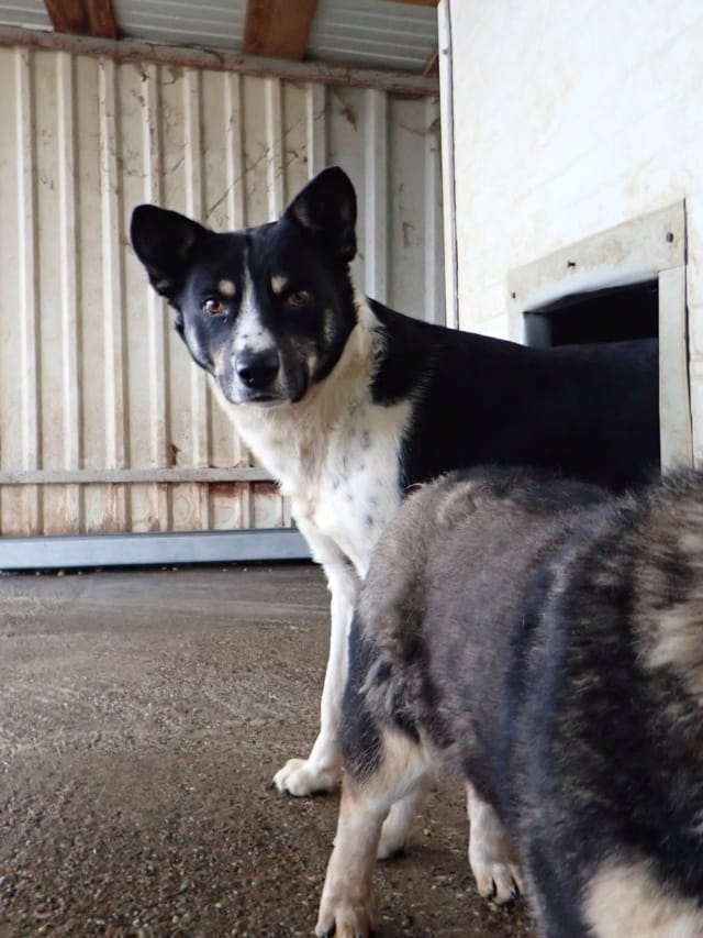 Kungs, chien à l'adoption