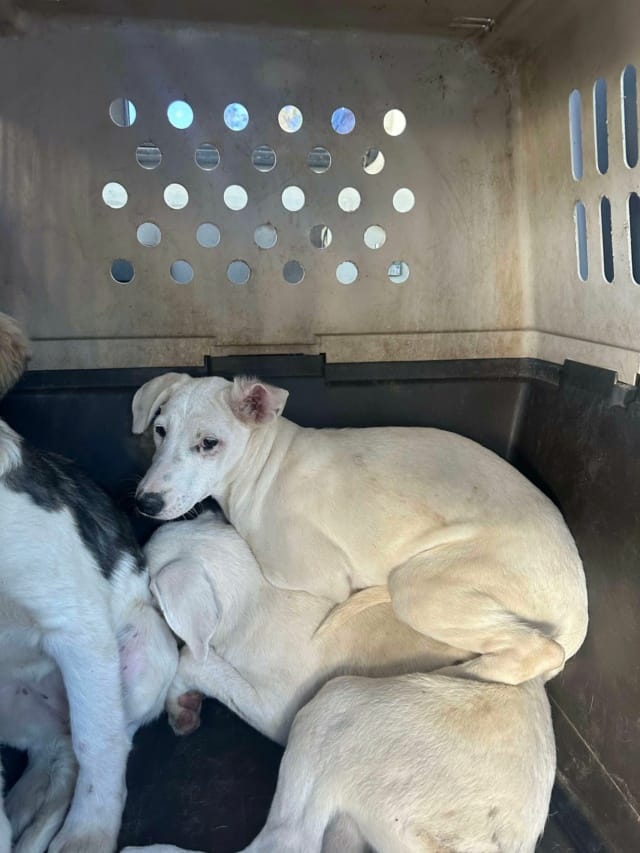 Laponie, chien à l'adoption