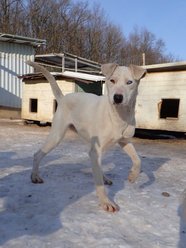 Laponie, chien à l'adoption
