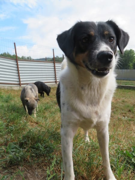 Lily, chien à l'adoption