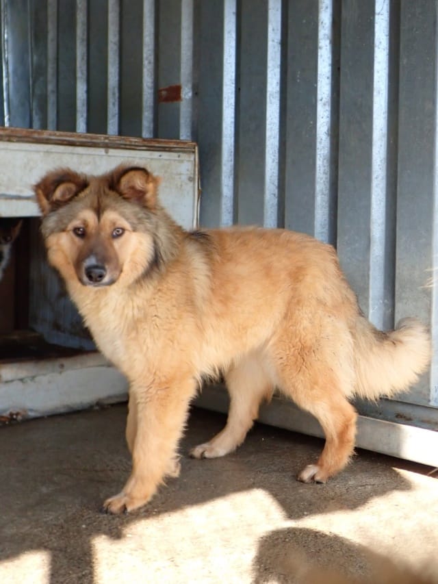 Liorah, chien à l'adoption