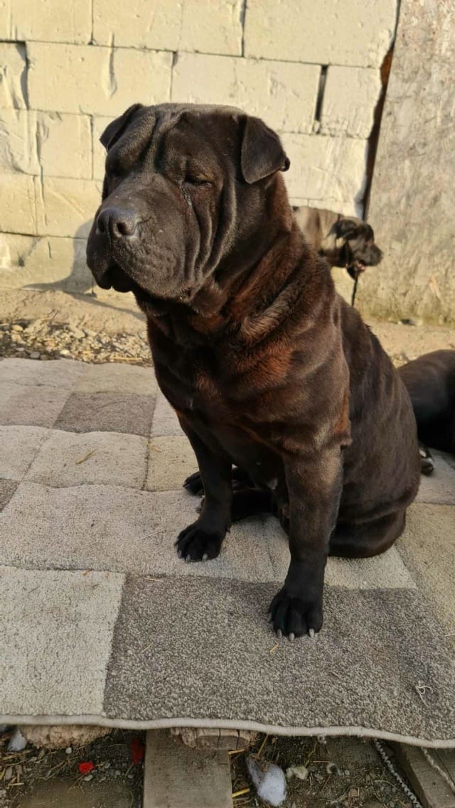 Lipa, chien à l'adoption