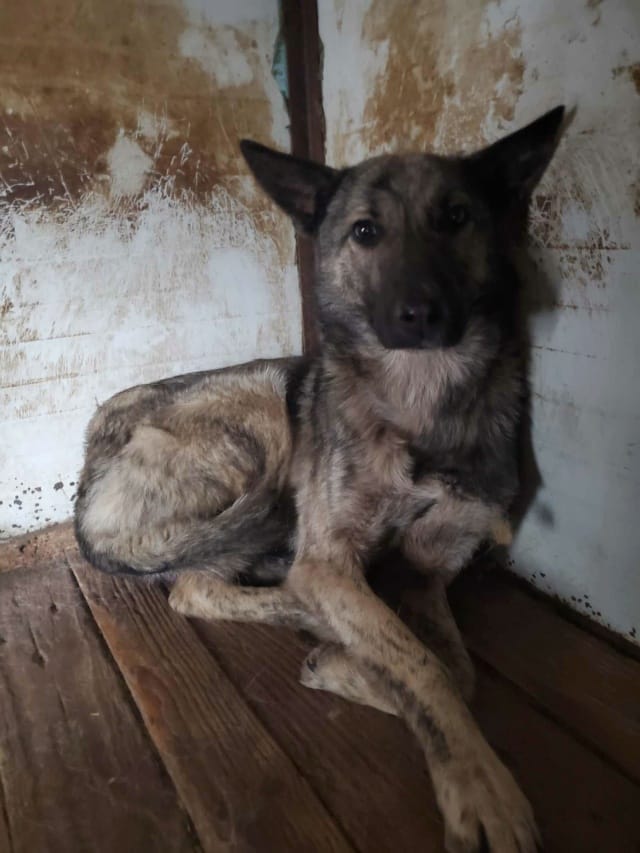 Lipton, chien à l'adoption