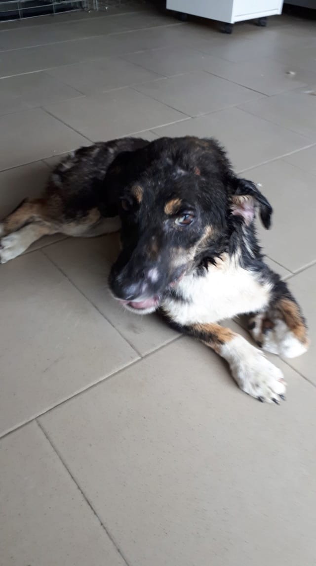Lisette, chien à l'adoption
