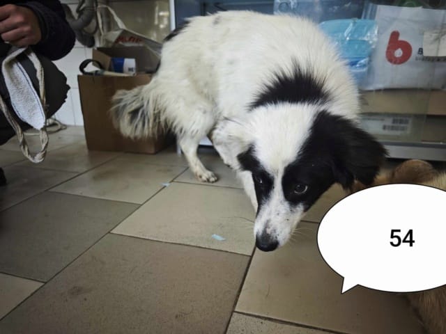 Lizzy, chien à l'adoption