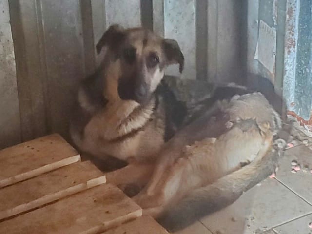 Lola, chien à l'adoption