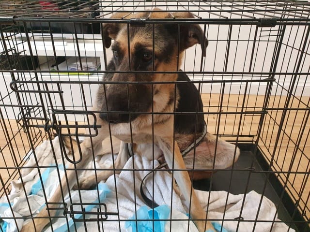 Lola, chien à l'adoption