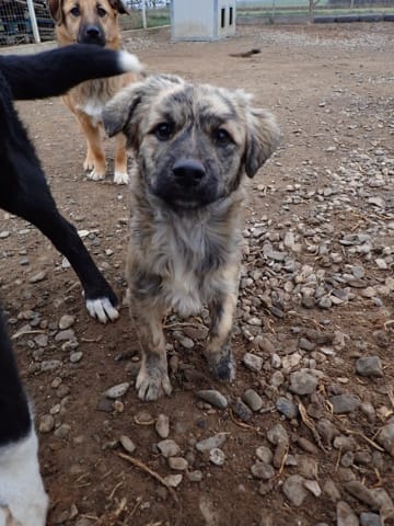 Louloute, chien à l'adoption