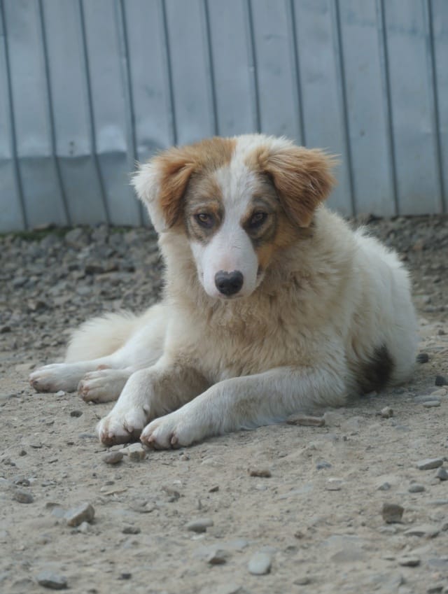 Loyd, chien à l'adoption
