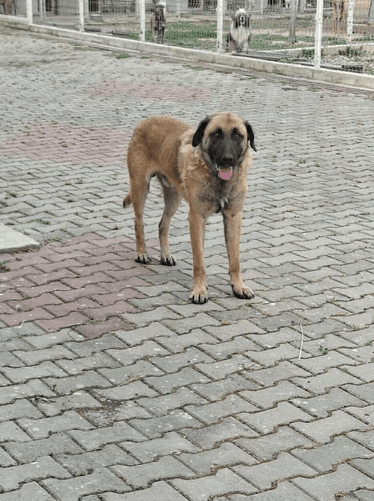 Ludwig, chien à l'adoption