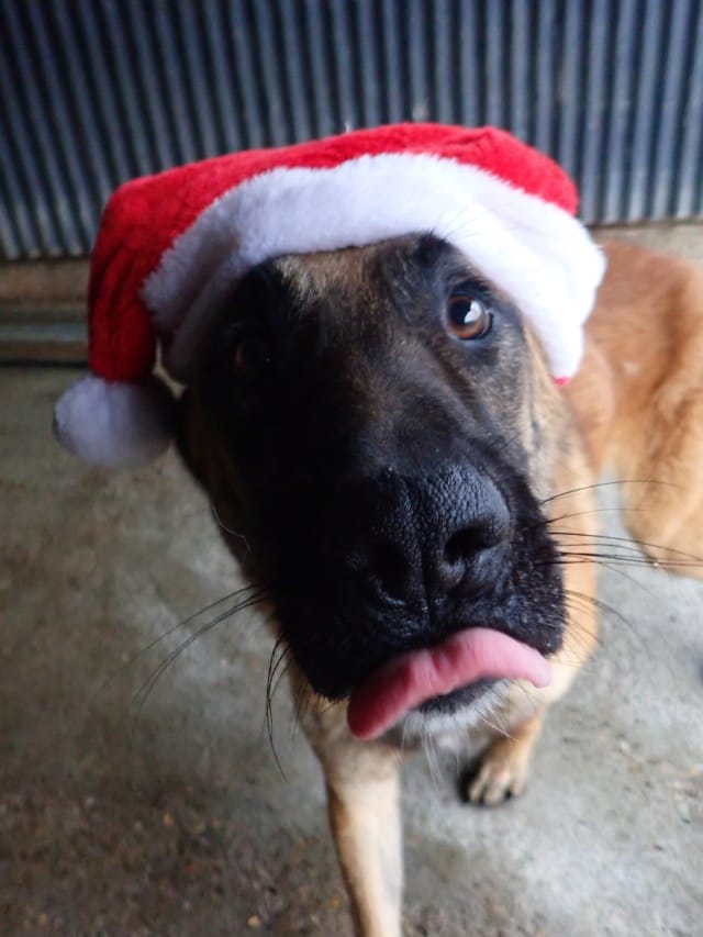 Ludwig, chien à l'adoption