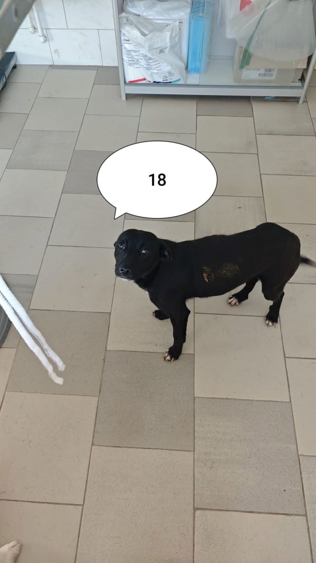 Luisa, chien à l'adoption