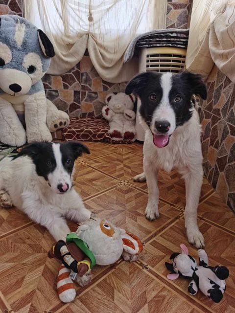 Lukas, chien à l'adoption