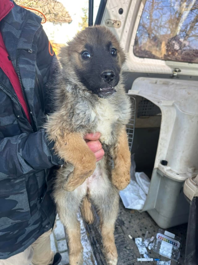 Lulu, chien à l'adoption