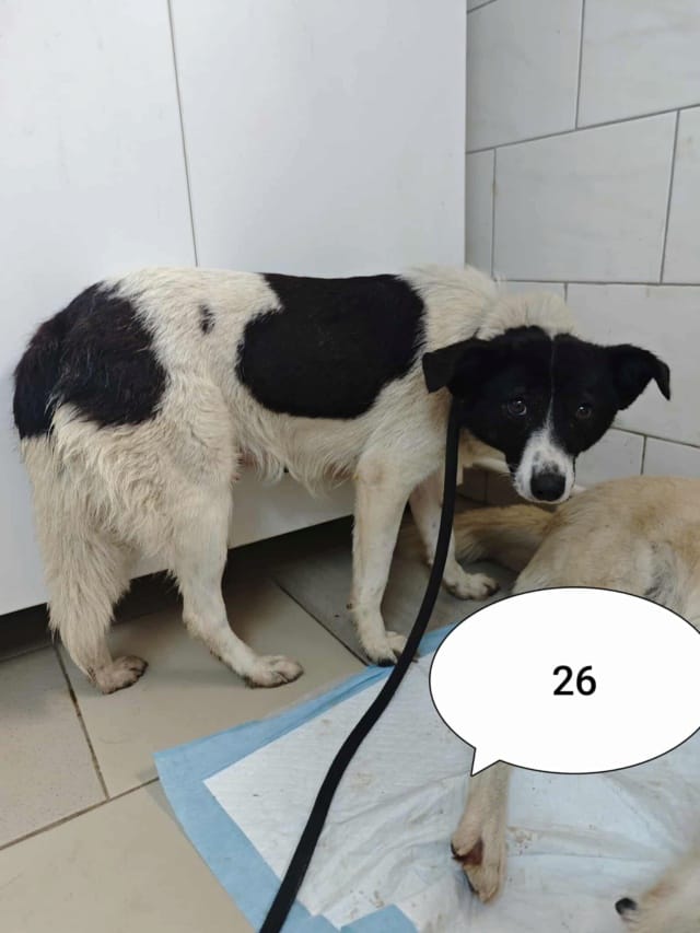 Luma, chien à l'adoption