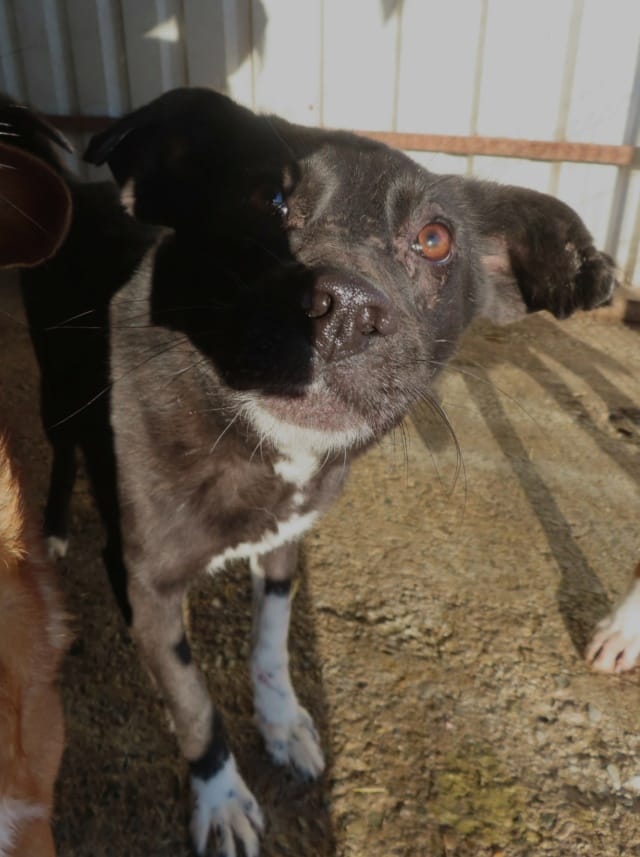 Lusitania, chien à l'adoption