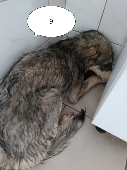 Lyric, chien à l'adoption
