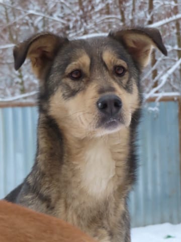 Lyric, chien à l'adoption