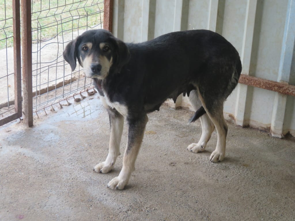 Magica, chien à l'adoption