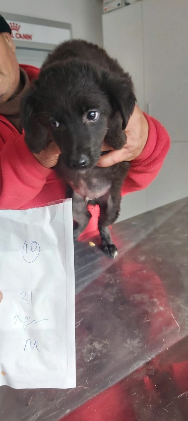 Mamour, chien à l'adoption