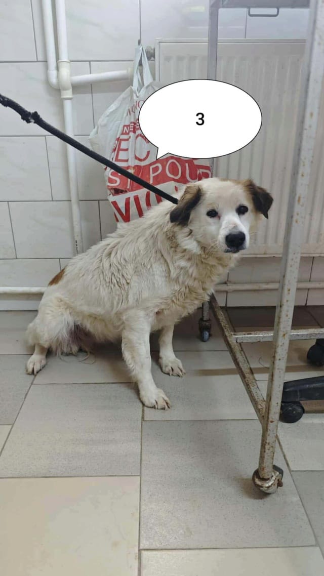 Mandragore, chien à l'adoption