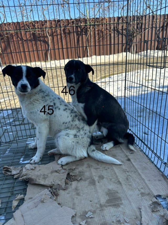 Mara, chien à l'adoption