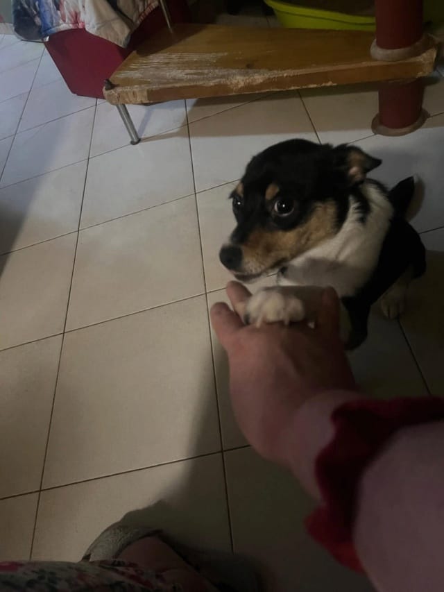 Mara, chien à l'adoption