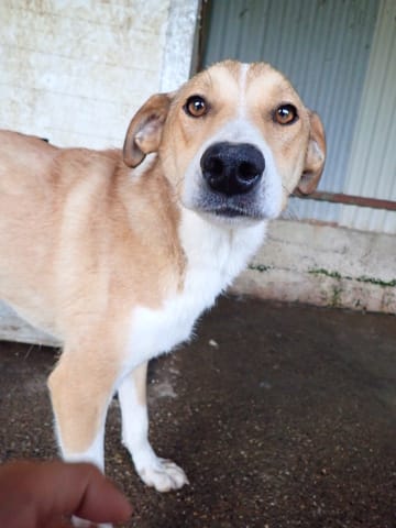 Marghioala, chien à l'adoption