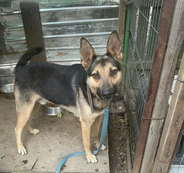 Maxi, chien à l'adoption