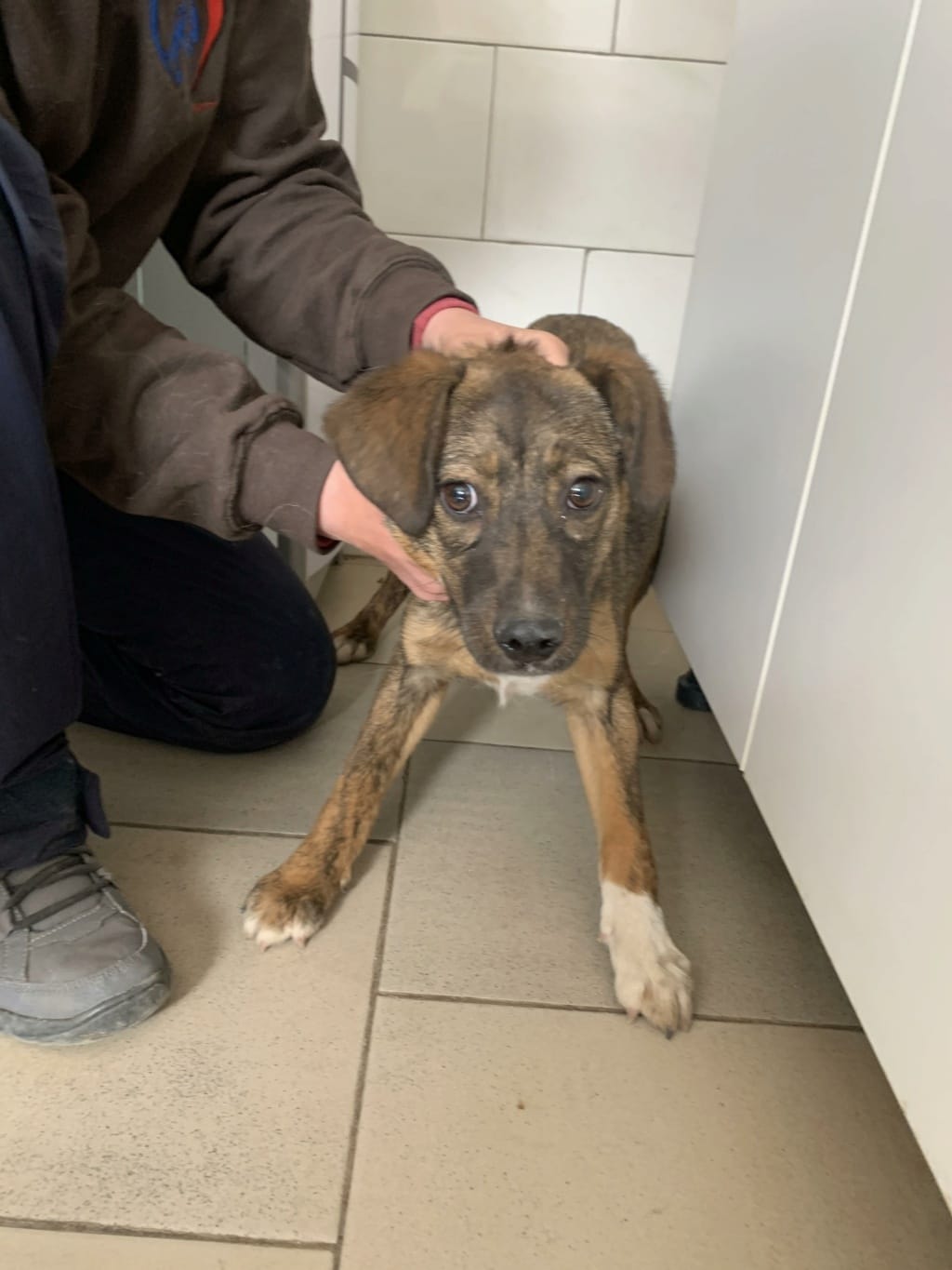 Mayfeld, chien à l'adoption