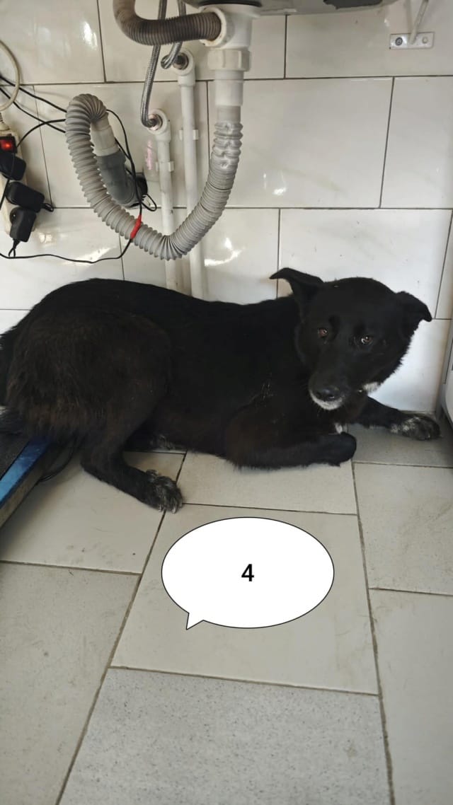 Meii, chien à l'adoption