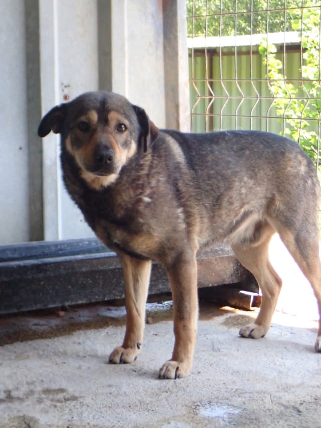 Melchior, chien à l'adoption
